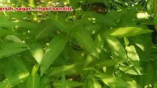 Berbudi pada tanah/kutip sayur kangkung segar/tanam sendiri