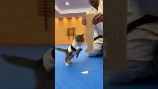 Daily training: kitty punch combo streak. Tiny paws, BIG energy #viral #aivideo #viralvideo