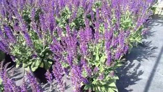 Salvia May Night