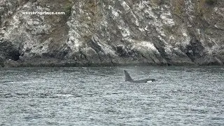 J Pod -  Western Prince Whale Watching - June 1, 2017