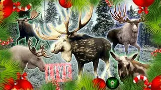 🔴LIVE! Merry ChristMoose, then Bears!