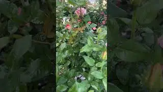 RHOSLYNE- Imported in 2020