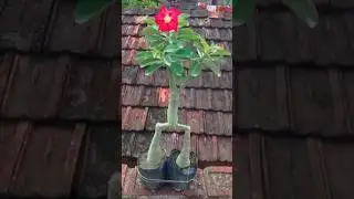 Desert Rose Double Plant Combine Grafting Technique ##shorts