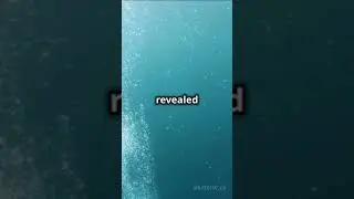 A Deep Sea Discovery  #motivation #inspiration #ocean #deepsea #deepsealife #deepseadiscovery