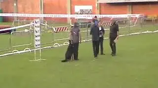Kris Canislog, Jozef Olearcin, Slovakia, Italia - Modena - World Cup German Shepherd Obedience 2019,