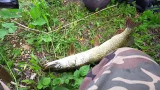 le retour des brochet