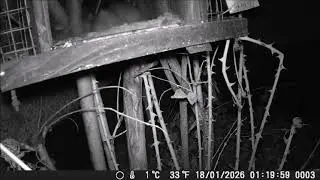 Diesmal war eine Ratte zu Besuch am Vogelfutterh&auml;uschen, die hat Winter Vogelfettfutter gefressen.