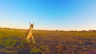 Mob of Kangaroos and a Flying Robot