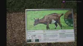 Zoo de Servion 1 - Grand zoo - Зоопарк Сервиьон