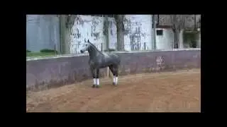 RUI FERNANDES - CABALLO DIAMANTE