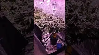 Grow Room Tour 💚
