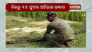 14 foot long king cobra rescued in Odisha&rsquo;s Mayurbhanj district | Kalinga TV