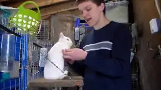 Video 1 Introducing the Varities of a Netherland Dwarf Rabbit