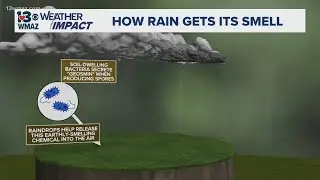 How does rain get its smell?