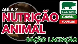 SUINOCULTURA: SOS SUINOS  - AULA 7 - NUTRIÇÃO ANIMAL - RAÇÃO LACTAÇÃO