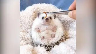 Video of cute hedgehog chomping a mealworm goes viral