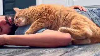 Shelter Cat Chooses a Man And Saves Him From Deep Psychological Trauma
