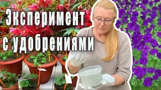 Как влияют различные удобрения на рост и развитие растений?