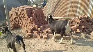 Assam Black bengol goat farming at khatartary for selling