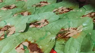 फुलचंद पाने मुरायला कशी लावावीत.
