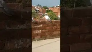 #kabootarking