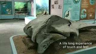 An Introduction to Regional Museum of Natural History, Bhubaneswar