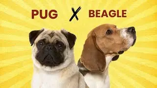 Pug Beagle Mix: Everything You MUST Know Before Getting One!