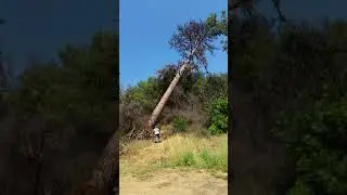 Falling 200ft plus pine tree