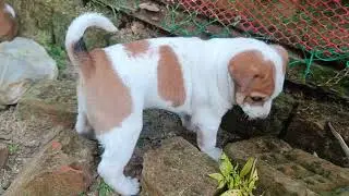 small cute dogs 
