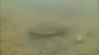 Bassin piscicole : Perches/Bouvi&egrave;res/Goujons/Anodonte