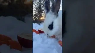 Bunny ASMR 🐰🥕 Pure Farm Vibes