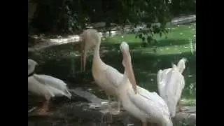 #Rosy Pelican-A #Endangered Animal