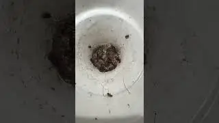 Microfauna!!!