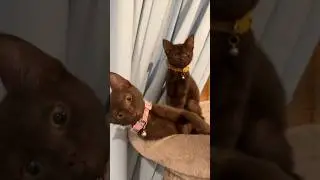 They Even Yawn In Sync😂