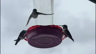 Hummingbird Cam Live