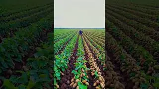 Growing Peanuts Naturally: A Journey Through the Farm #PeanutFarm #NatureHarvest #FarmFresh #Farming