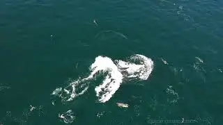 Drone View of Minke Whales Lunge Feeding