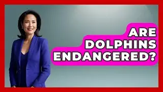 Are Dolphins Endangered? - The Marine Life Explorer