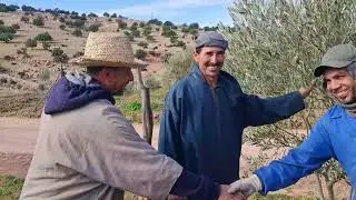 يعيد للزيتون قوته الزيتون منطقة الصويره0667946266