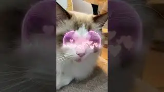 미츄야~~~~나랑 친구해줘서 고마워~
