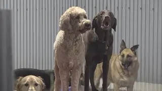 Keeping pets safe during the winter storm