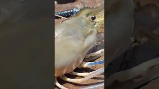 Giant Golda Chingri in Local Market 🦐 | Freshwater Prawn | Biggest Prawn Ever! #shorts #fishing
