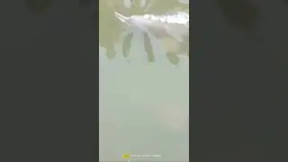 🐬Dolphin🌊                                      #ganga #dolphin #nature #fishingvideo #fish #whatsapp