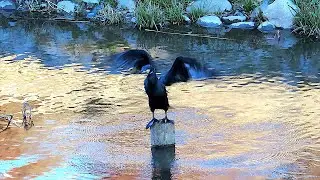 カワウ調布地区 2026年1月25日 #カワウ #野鳥 #birds #wildlife #nature #自然観察ぶらり散歩