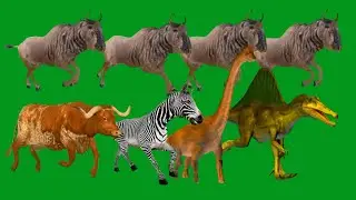 Dinosaurs Animalas Spring Running HD Green Screen Blue Screen Black Screen Video