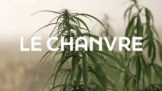 Hemp: A Strategic Industry Driving Global Transitions
