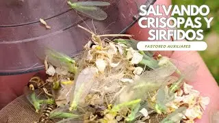 Rescatando Crisopas y Sirfidos