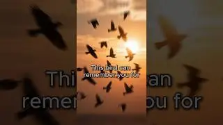 This Bird Will Remember Your Face Forever