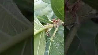 #Clovia conifera#short video