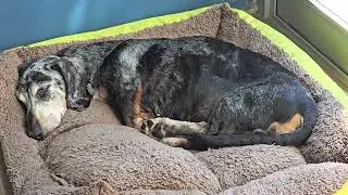 Sleepy Senior Dachshund Taking a Peaceful Nap